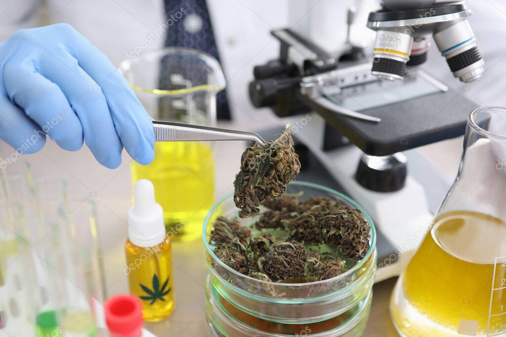 Pharmacien examinant un flacon de plante dans un laboratoire